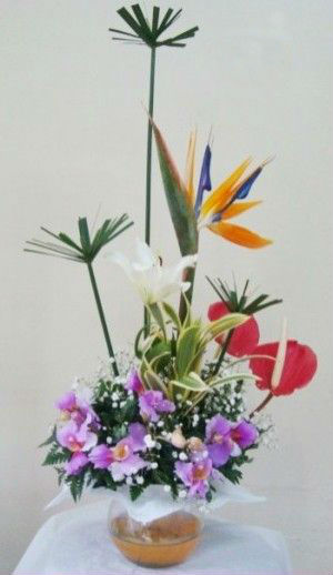 ORQUIDEAS PLATINO