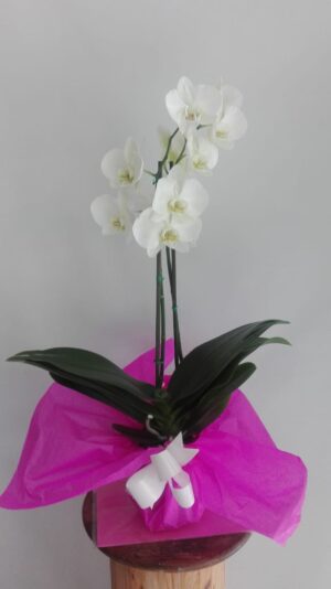 BOMBONERA IMPERIAL BLANCA