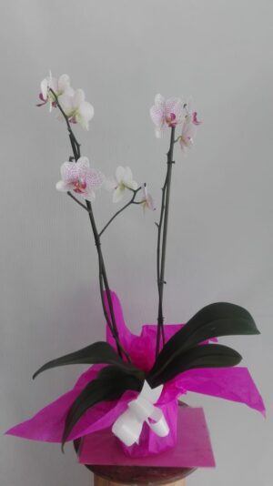BOMBONERA SUPREMA BICOLOR