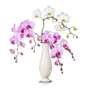 Orquídeas