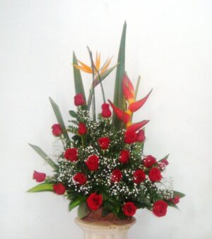 DISEÑO CORAL