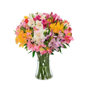 Gerberas arcoiris