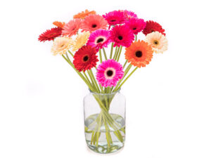 Gerberas