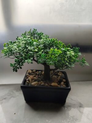 Bonsai Eterno